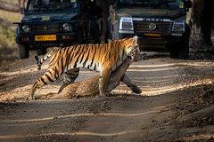 A Bengal tigress with  spotted deer kill, Kanha National Park