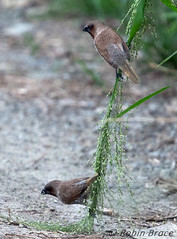 Scaly-breasted Munia