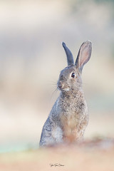 Lapin sur ses gardes