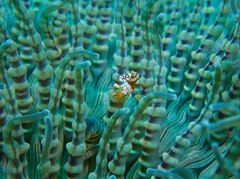 Shrimp on an Anemone