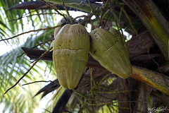 Coconuts