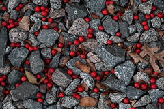 Rocks and Berries