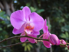 Moth orchid