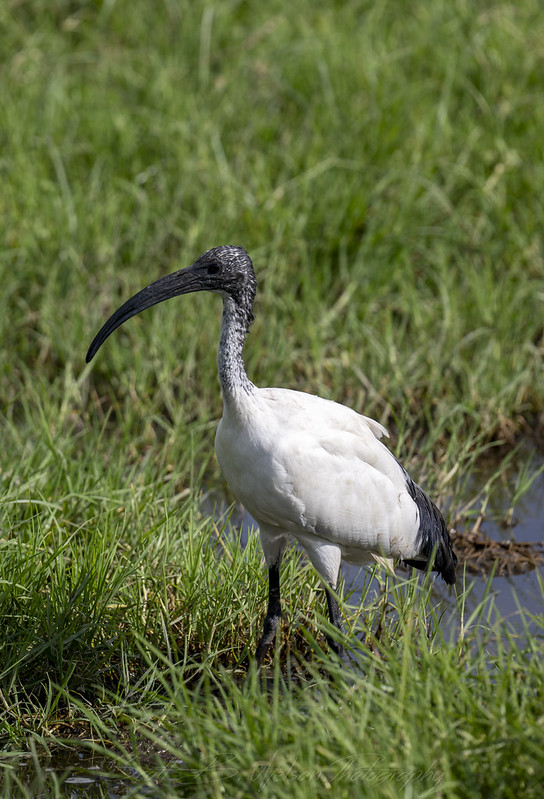 Black Headed Ibis &copy; 14688258@N08 Flickr