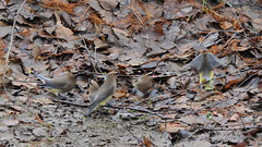 Cedar Waxwing_0659