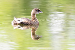 High-key Grebe