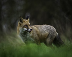 Red fox