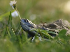 Emydura macquarii, Murray short-necked turtle