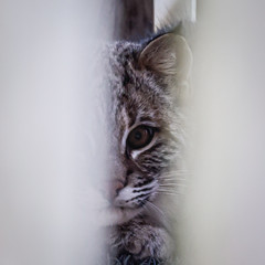 Bobkitten (Lynx rufus)