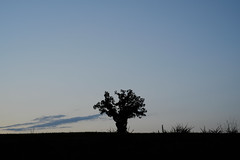 Silhouette of a shrub and grass on the horizon at sunset, Knoxville, Tennessee, USA.