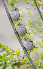 Immature White-crowned Sparrow