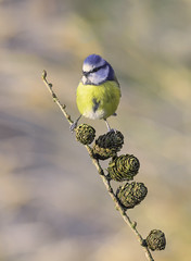 Blue tit - Parus caeruleus