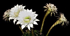 Echinopsis Eyriesii