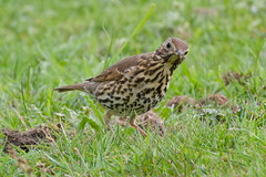 Mistle Thrush 