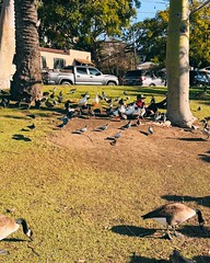 man being overtaken by birds.