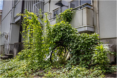 Abandoned bicycle