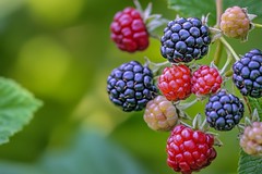 Brombeeren an einem Strauch