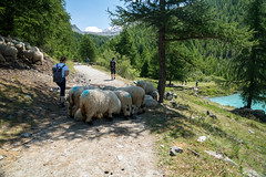 Zermatt, Switzerland - July 27, 2024: Adorable flock of black nosed sheep, in Zermatt Switzerland, blocking the hiking trail