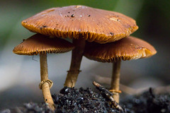 fool's conecap (Conocybe filaris)