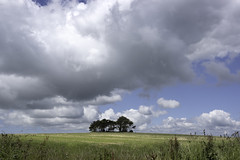 Field, trees and clouds, Devon.