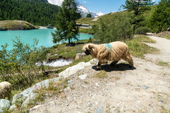 Adorable black nosed sheep, in Zermatt Switzerland, runs across the trail - Five Lakes Trail