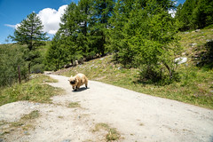 Adorable black nosed sheep, in Zermatt Switzerland, runs across the trail - Five Lakes Trail