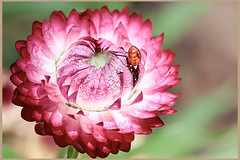 What is at the Bottom of the Straw Flower,?