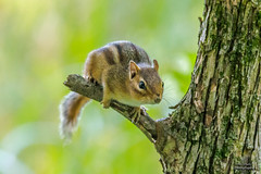 Eastern Chipmunk #4 - 2020-08-22