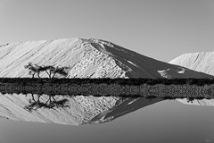 les arbres et la dune