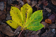 Leaf it to autumn