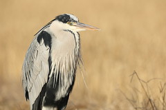 Grey heron