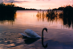 Schwan/zwaan/swan - Lough Leane  Killarney Ireland