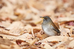 Pale thrush