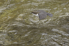 Dipper (Cinclus cinclus) flight Germany_1585