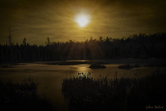 Étang \ Pond - Parc national de la Mauricie (Explore January 4, 2025)