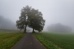 Meeting of trees on a misty road