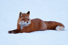 Little Female Red Fox Taking A Rest After A Morning Hunting Voles