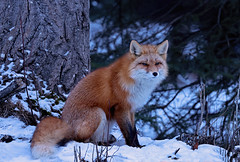 Red Fox Pup From This Spring In Its New Favorite Place To Sit And Watch Over Its New Territory