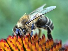 Bee