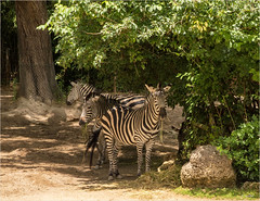 Zebras