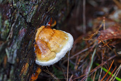 Fomitopsis pinicola