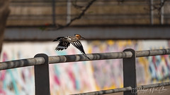 Euroasian Hoopoe