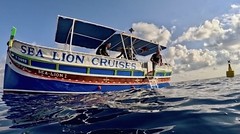 Sea Lion Diving Boat