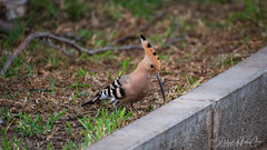 Euroasian Hoopoe