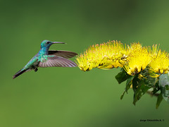 Mangrove Hummingbird (Chrysuronia boucardi)