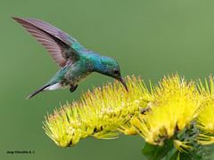 Mangrove Hummingbird (Chrysuronia boucardi)