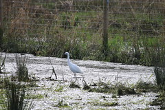 Little Egret at Sculthopre Moor