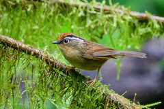 Rusty-capped Fulvetta (Schoeniparus dubius)