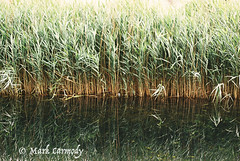 Reeds along the Grand Canal, Dublin 2 *EXPLORE'D*