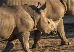 Young Rhino 'Dara' - Colchester Zoo.